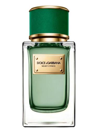 dolce gabbana velvet cypress prix|dolce and gabbana unisex fragrance.